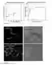 Fig. 11 - Amphiphilic polymers and methods of use thereof