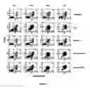 Fig. 10 - Multi-triggered self-immolative dendritic compounds
