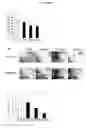 Fig. 10 - Cytotoxicity mediation of cells evidencing surface expression of CD63