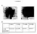 Fig. 12 - Cytotoxicity mediation of cells evidencing surface expression of CD63