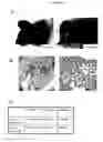 Fig. 13 - Cytotoxicity mediation of cells evidencing surface expression of CD63