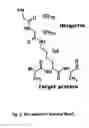 Fig. 03 - New Ubiquitin-Proteasome Regulating Compounds and Their Application in Cosmetic and Pharmaceutical Formulations