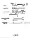Fig. 04 - Small interference RNA gene therapy