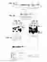 Fig. 04 - Sequence of natural or synthetic retroelements enabling nucleotide sequence insertion into a eukaryotic cell