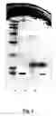 Fig. 02 - Bacteriocins and novel bacterial strains