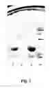 Fig. 03 - Bacteriocins and novel bacterial strains