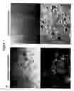 Fig. 02 - Stromal antigen-presenting cells and use thereof