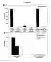 Fig. 16 - Stromal antigen-presenting cells and use thereof