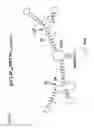Fig. 03 - RNA interference compositions and methods