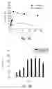 Fig. 06 - Compositions and methods for the therapy and diagnosis of prostate cancer