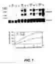 Fig. 02 - Androgen-regulated PMEPA1 gene and polypeptides