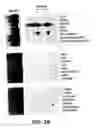 Fig. 03 - Androgen-regulated PMEPA1 gene and polypeptides
