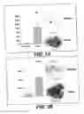 Fig. 05 - Androgen-regulated PMEPA1 gene and polypeptides