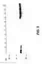 Fig. 11 - Androgen-regulated PMEPA1 gene and polypeptides