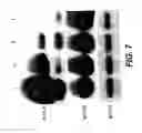 Fig. 12 - Androgen-regulated PMEPA1 gene and polypeptides