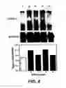 Fig. 13 - Androgen-regulated PMEPA1 gene and polypeptides
