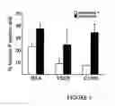 Fig. 04 - Lymphatic endothelial cells materials and methods