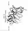 Fig. 29 - DR5 antibodies and articles of manufacture containing same