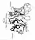 Fig. 30 - DR5 antibodies and articles of manufacture containing same