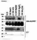Fig. 05 - Mutant forms of meningococcal ADP-ribosylating toxin