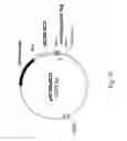 Fig. 32 - Co-stimulatory polypeptides