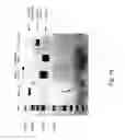 Fig. 33 - Co-stimulatory polypeptides