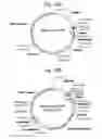 Fig. 40 - Co-stimulatory polypeptides