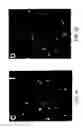 Fig. 03 - Adjuvant for transcutaneous immunization