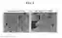 Fig. 03 - Phosphor for low-voltage electron beam, method of producing the same, and vacuum fluorescent display