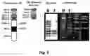 Fig. 06 - Methods for determining glutathione S-transferase theta-1 genotype