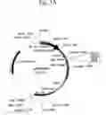Fig. 02 - Secreted proteins and polynucleotides encoding them