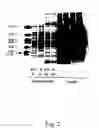 Fig. 04 - Secreted proteins and polynucleotides encoding them