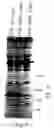 Fig. 07 - Secreted proteins and polynucleotides encoding them
