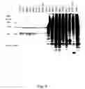 Fig. 08 - Secreted proteins and polynucleotides encoding them