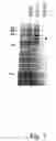 Fig. 09 - Secreted proteins and polynucleotides encoding them