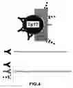 Fig. 07 - METHOD FOR REDUCING LYSOZYME ENZYMATIC ACTIVITY