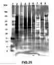 Fig. 28 - METHOD FOR REDUCING LYSOZYME ENZYMATIC ACTIVITY