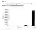 Fig. 06 - T cell protein and nucleotides encoding the same