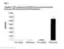 Fig. 07 - T cell protein and nucleotides encoding the same