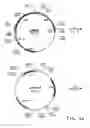 Fig. 03 - Codon-optimized genes for the production of polyunsaturated fatty acids in oleaginous yeasts