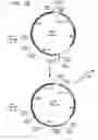 Fig. 04 - Codon-optimized genes for the production of polyunsaturated fatty acids in oleaginous yeasts