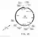 Fig. 05 - Codon-optimized genes for the production of polyunsaturated fatty acids in oleaginous yeasts
