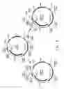 Fig. 06 - Codon-optimized genes for the production of polyunsaturated fatty acids in oleaginous yeasts