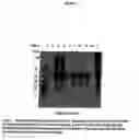 Fig. 07 - Thrombin purification