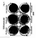 Fig. 04 - Novel adenoviruses, nucleic acids that code for the same and the use of said viruses
