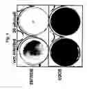Fig. 06 - Novel adenoviruses, nucleic acids that code for the same and the use of said viruses