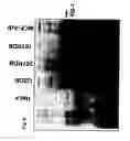 Fig. 07 - Novel adenoviruses, nucleic acids that code for the same and the use of said viruses
