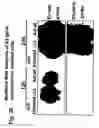 Fig. 22 - Novel adenoviruses, nucleic acids that code for the same and the use of said viruses