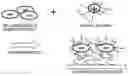 Fig. 01 - Cell separation method and kit using phase separation