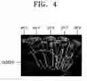 Fig. 04 - Cell separation method and kit using phase separation